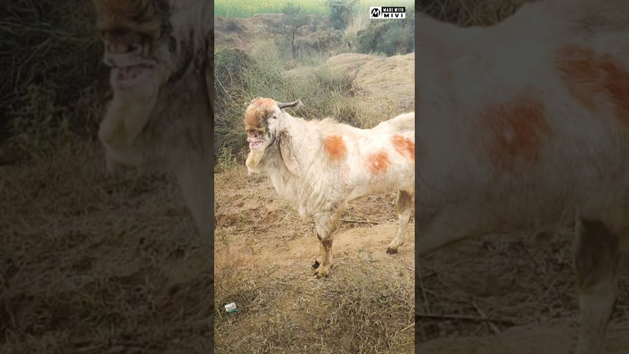 #GulabiGoatBakra#BakraLove#GoatSquad#Animal Lover#FarmLife