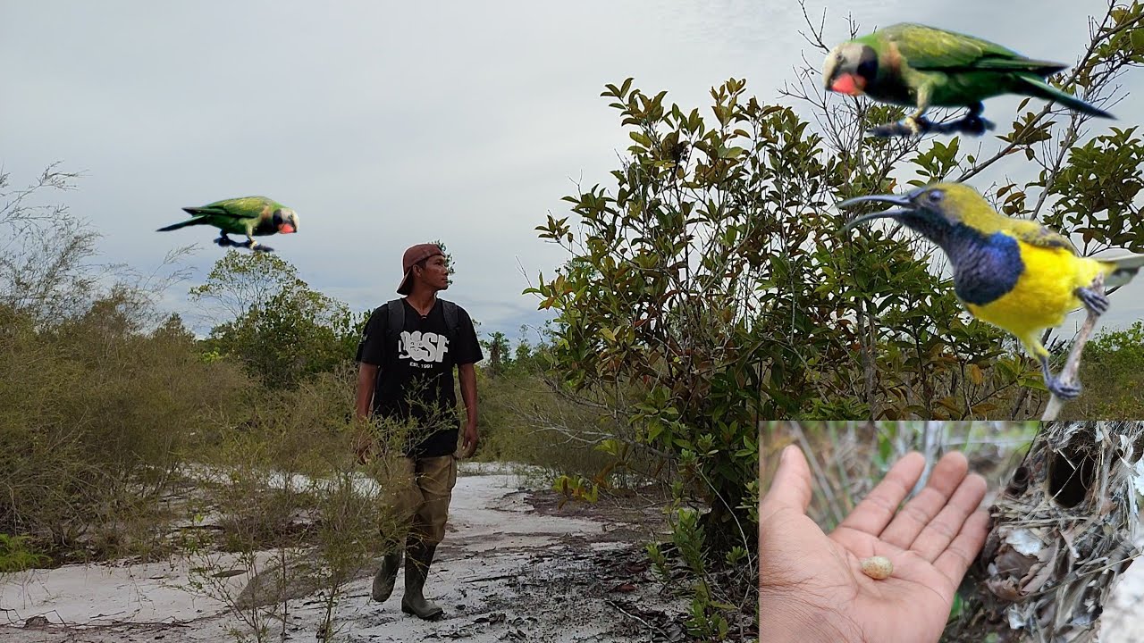 Pantau sarang burung ternyata 2 spot ini di huni burung betet