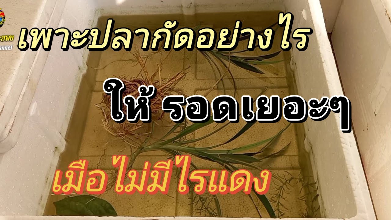 เพาะปลากัดอย่างไร ให้รอดเยอะๆ เมื่อไม่มีไรแดง