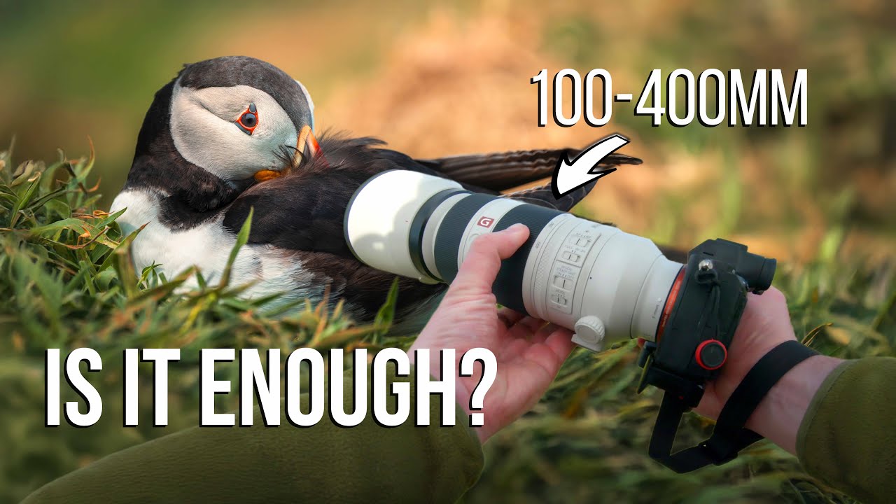 Hidden Wildlife of Skomer Island | POV Bird Photography