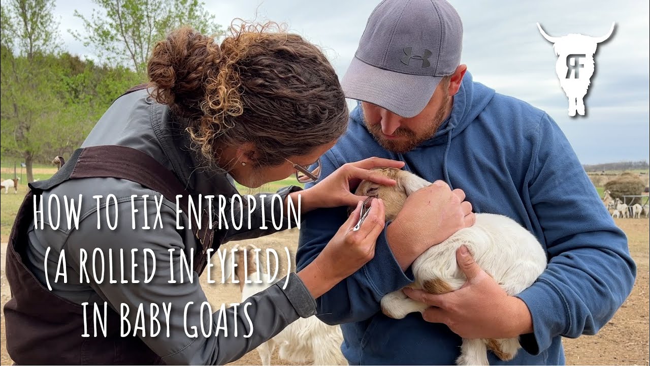 How to fix entropion (a rolled in eyelid) in a baby goat.