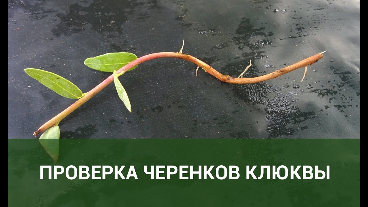 Проверка черенков клюквы