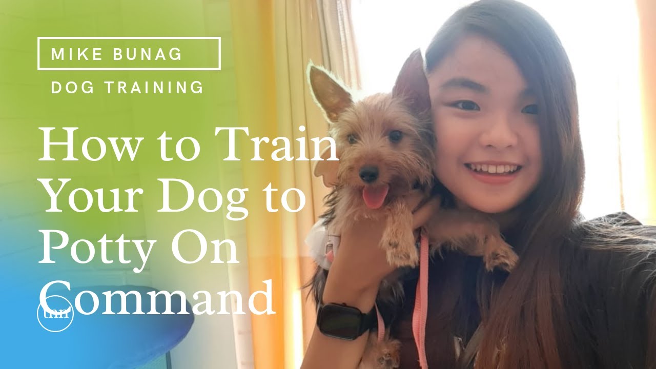 How To Train Your Dog To Potty on Command