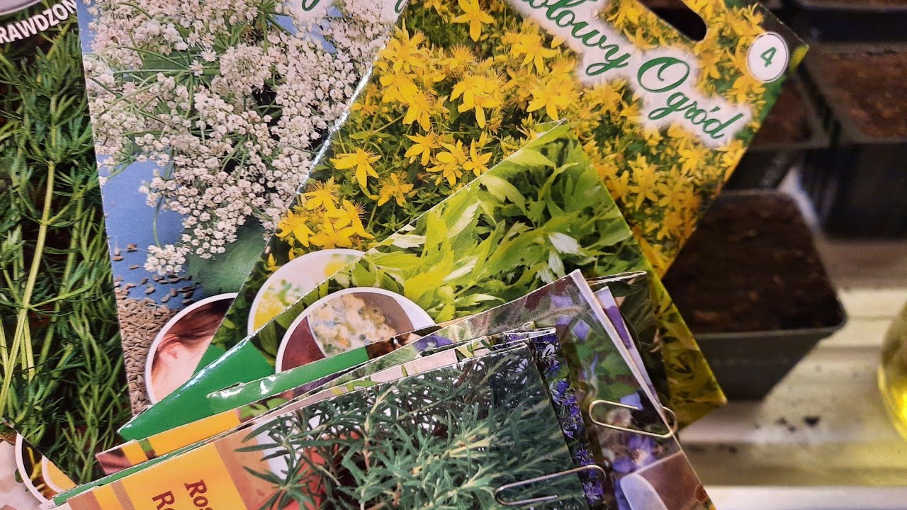 ROZSADA ZIOŁOWA 🌱 MAJERANEK BAZYLIA  🌱ANYŻ# JAKIE ZIOŁA BĘDĄ W OGRODZIE