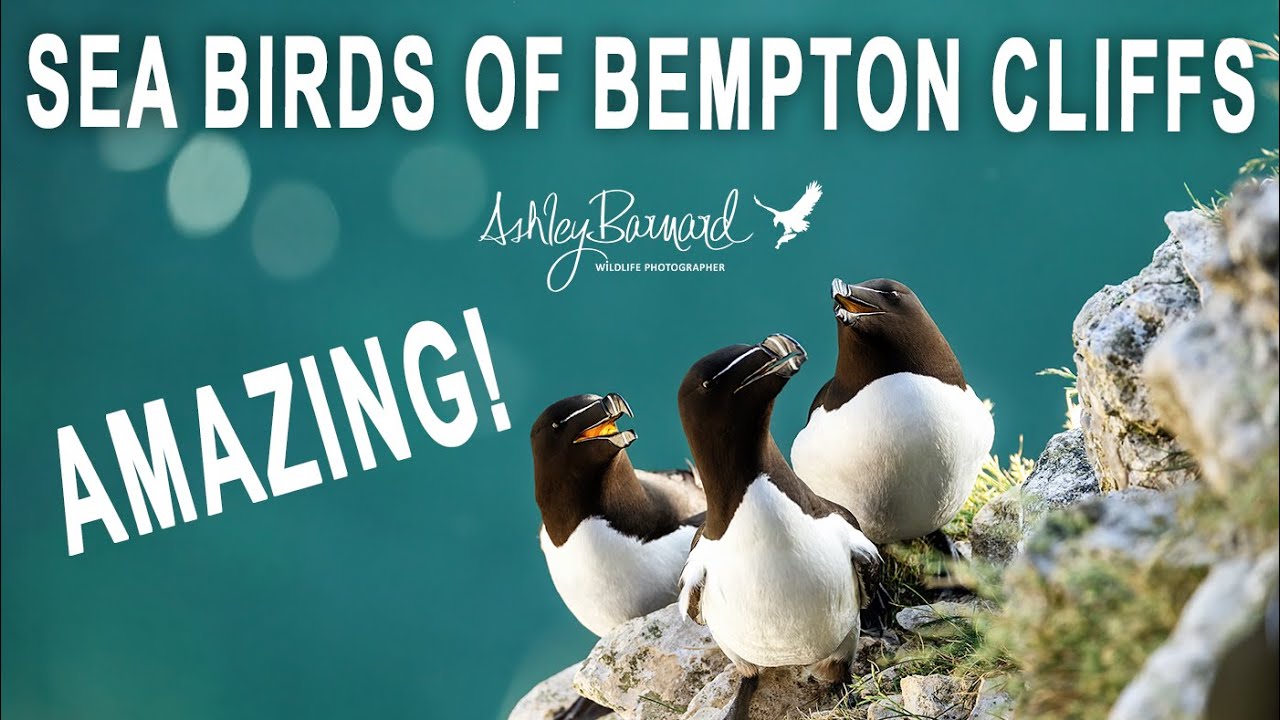 Captivating Sea Birds at Bempton Cliffs: Nature's Astonishing Creations
