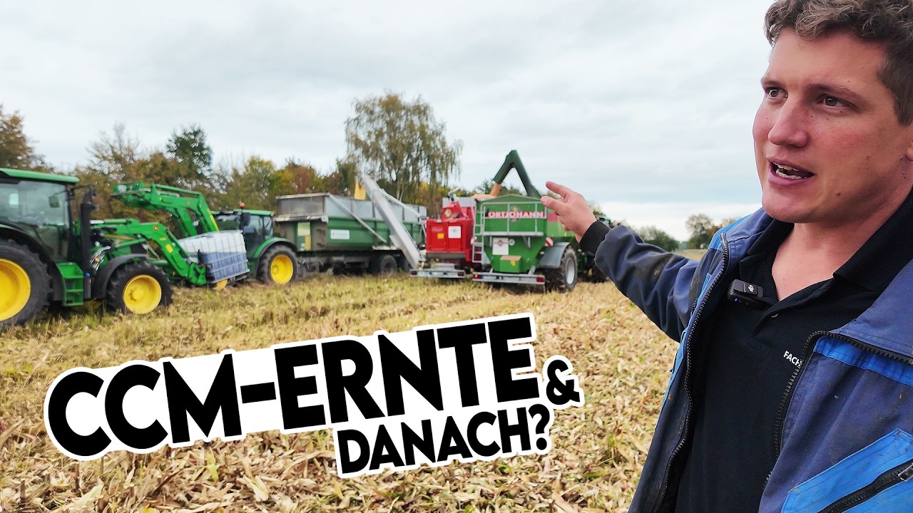 🐄🐖 Mais dreschen & einsilieren und schon wieder Weizen säen 🫣