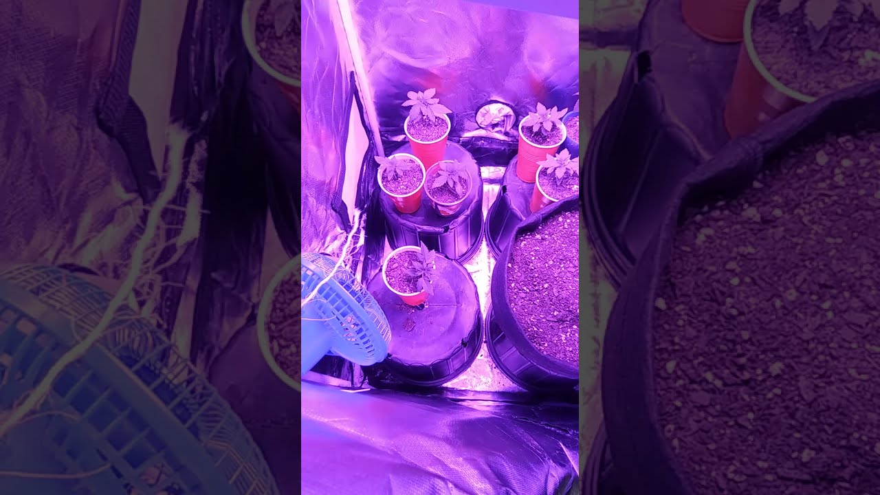 Humboldt Seeds Black Dog Kush Week 1 of flowering
