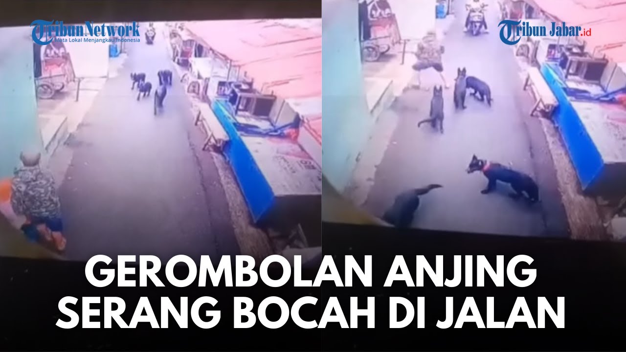 DETIK-DETIK MENGERIKAN! Kawanan Anjing Peliharaan Kabur Gigit Bocah di Warung Muncang Bandung