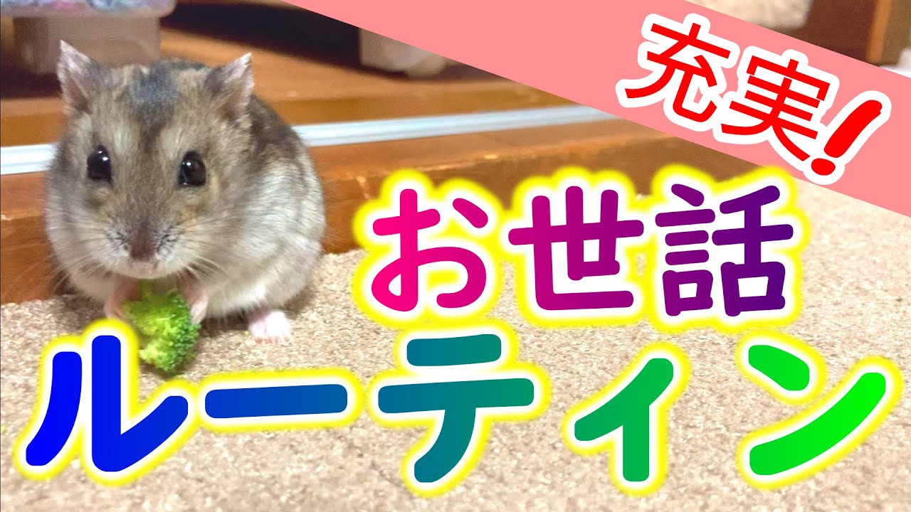 【ハムスター】お世話ルーティーン　7匹に囲まれた充実ライフ　かわいい動物