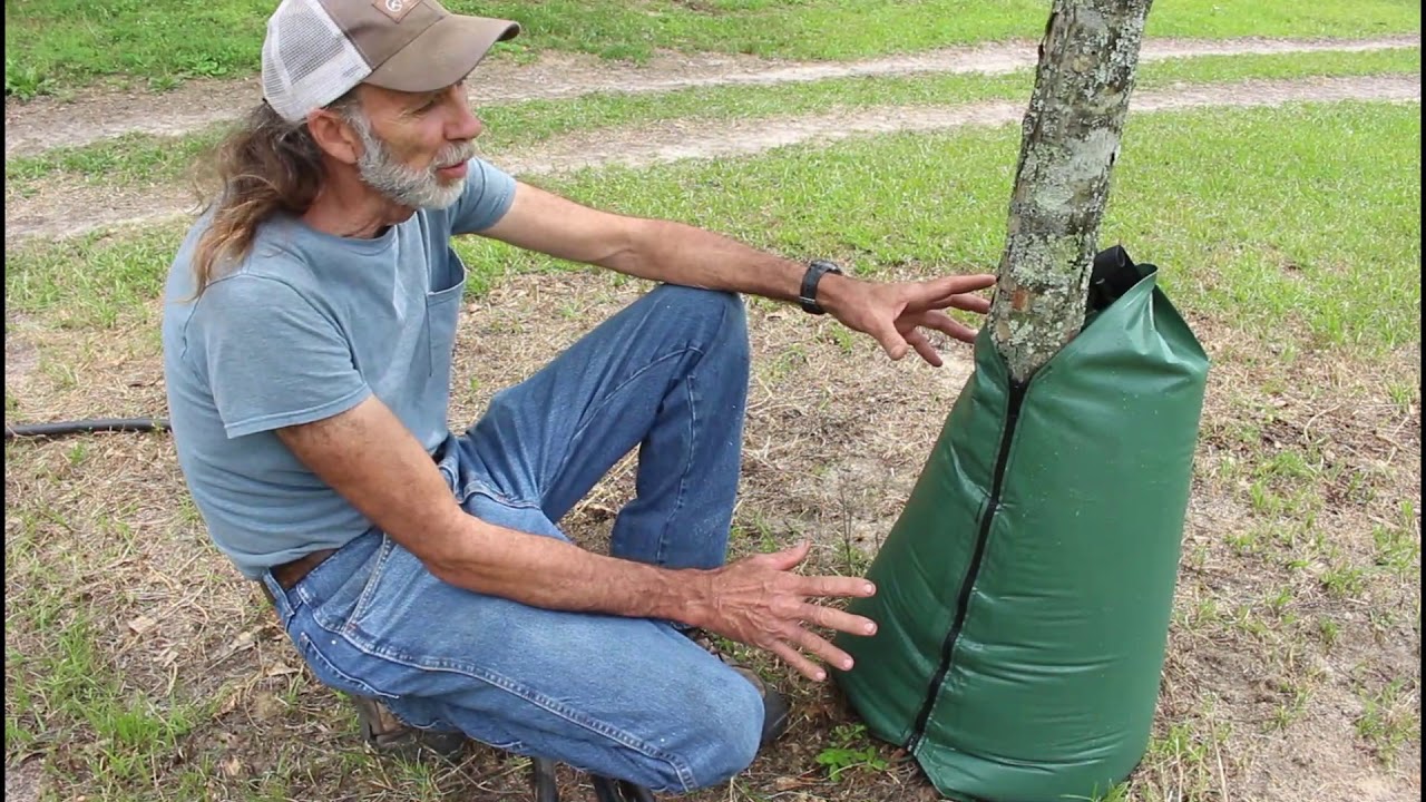 Self Watering Fruit Tree Bags - Gardzen