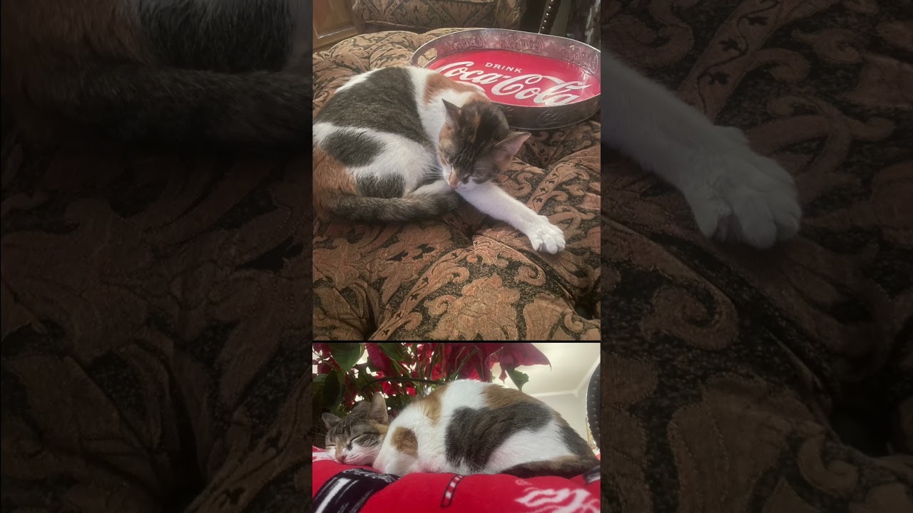 Meet Rescued Mama Kitty #shorts #shortvideo #shortsfeed #shortsvideo #shortsviral #cat