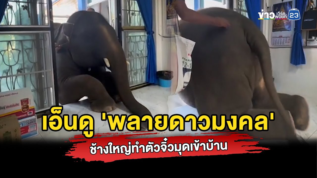 เอ็นดู 'พลายดาวมงคล' ช้างใหญ่ทำตัวจิ๋วมุดเข้าบ้าน