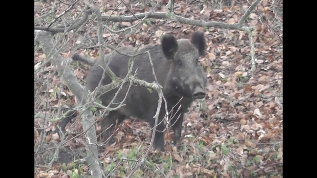 Running hares and a very angry wild boar (Sus scrofa)