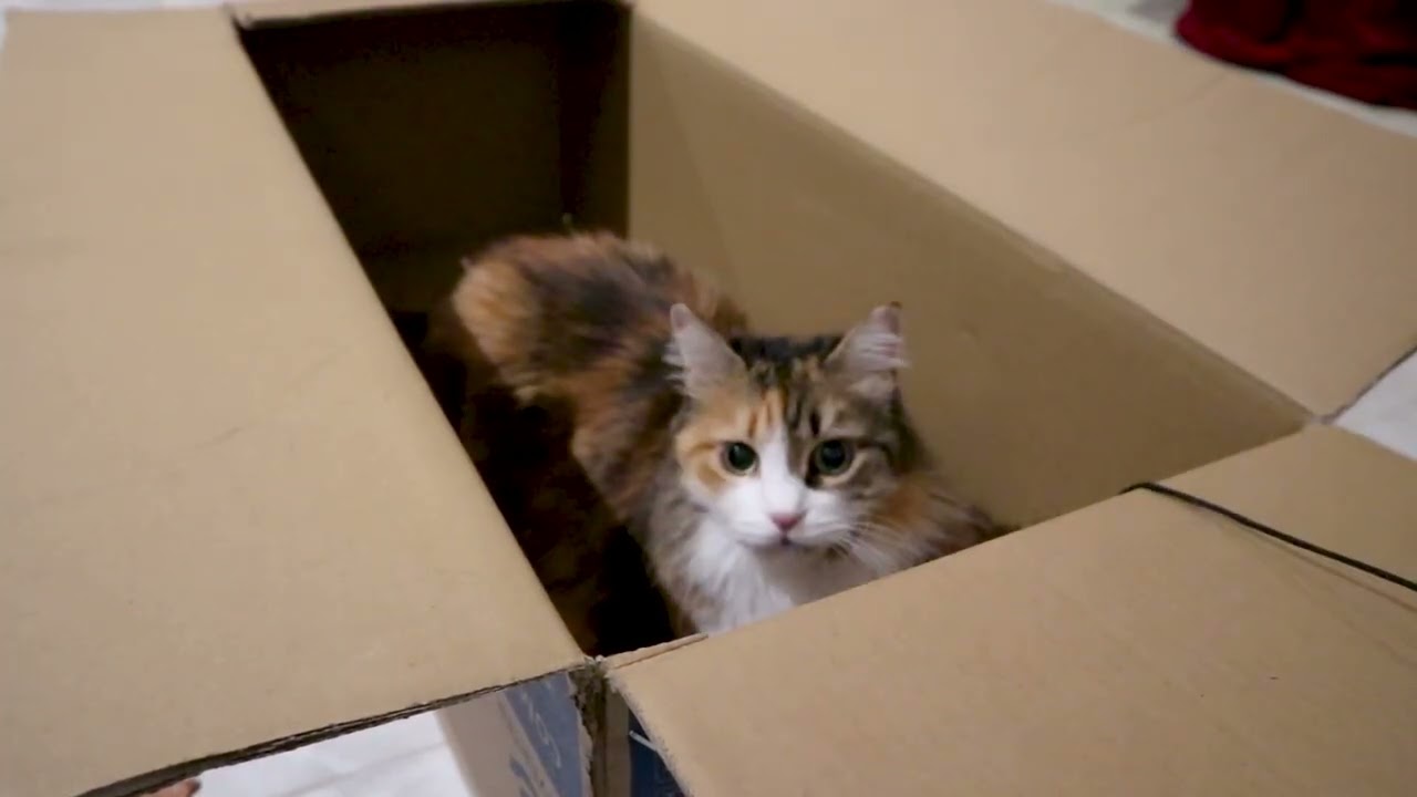 My cat playing with me while she is in a box