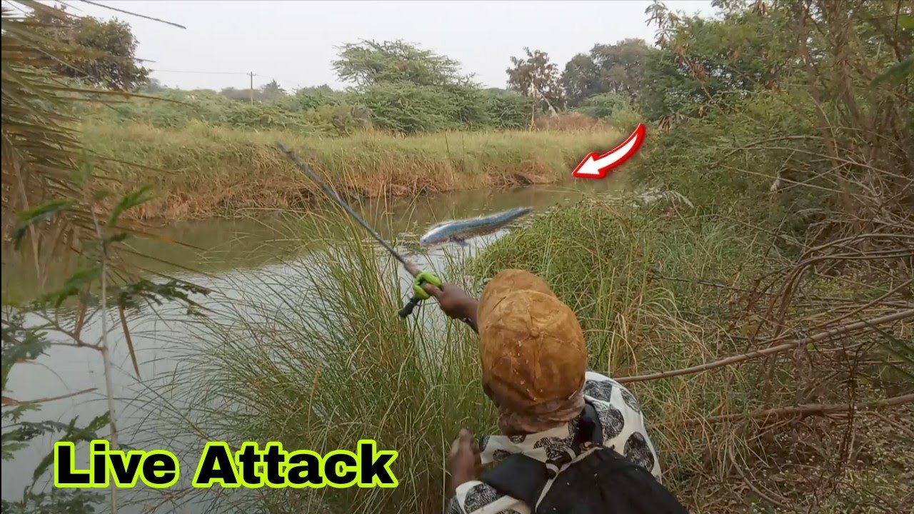 NEW SPOT BACk to BACK ATTack snakehead fish #fishingtips #murrelfish 
