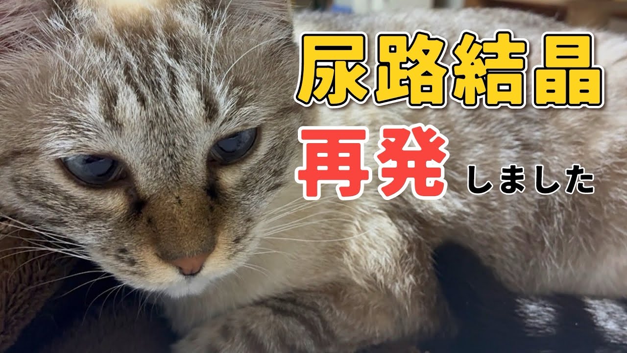 【尿検査】ストルバイト結晶が再発しました｜この冬の対策と経過