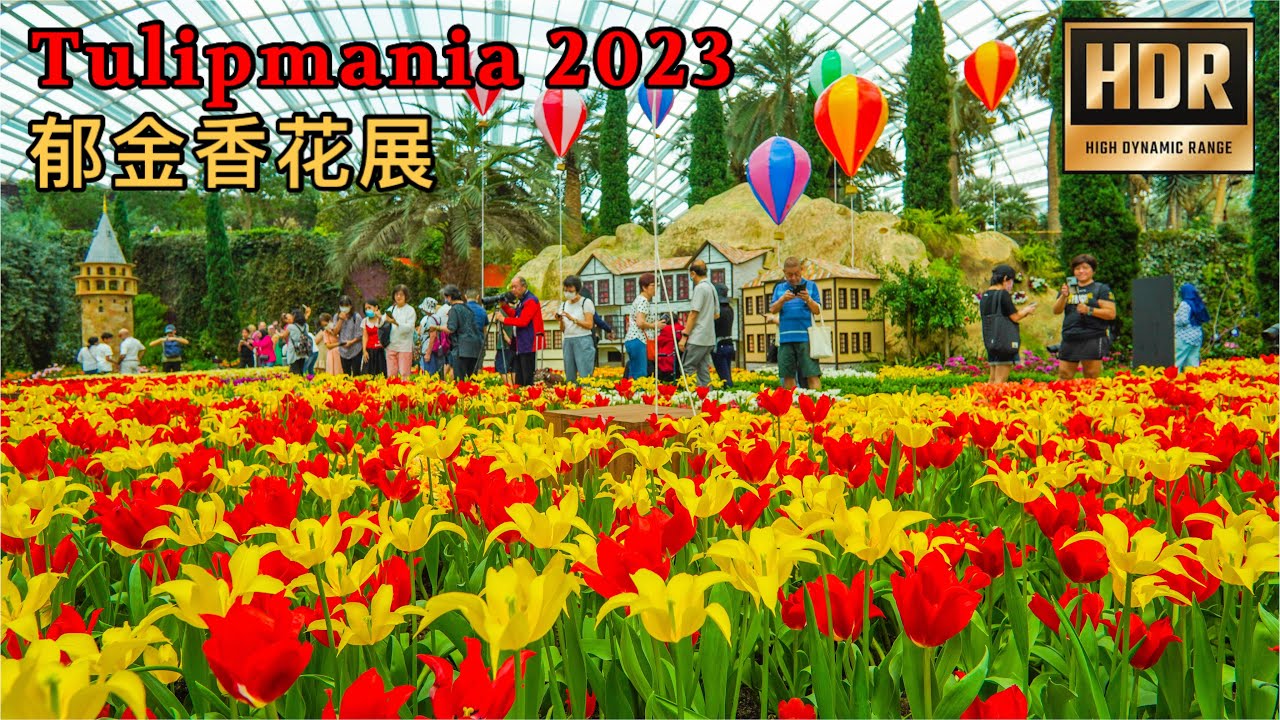 新加坡最美花展Tulipmania 2023🌷🌷郁金香花展，滨海湾花园花穹 Flower Dome , Gardens by the Bay, Singapore (HDR杜比视界）
