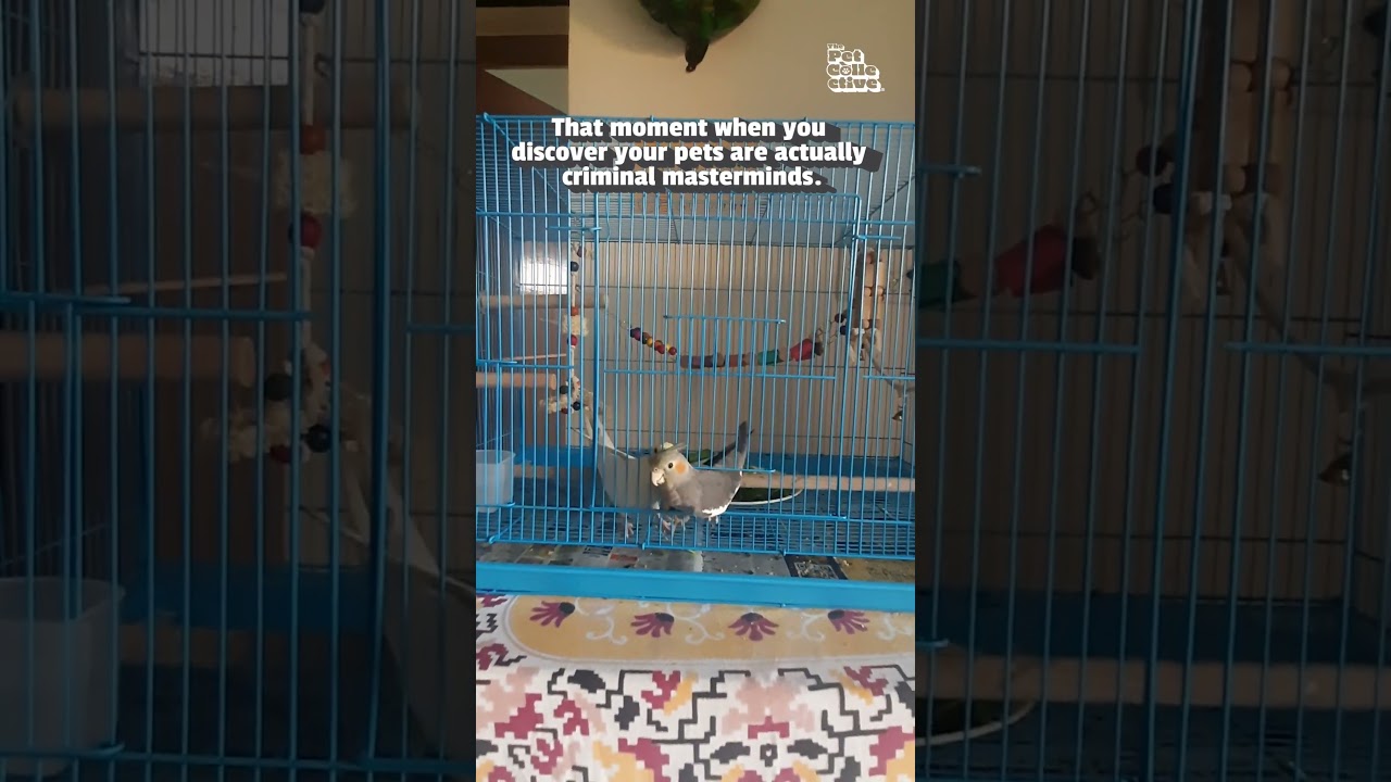 These guys are a flight risk! 🦜🚔😹 #Bird #Birds #BirdLovers #Cockatiels #Funny