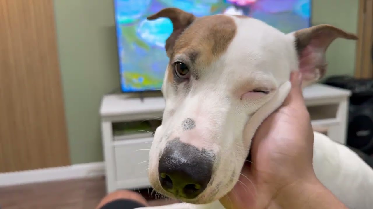 LIFE WITH PEEWEE AND OISHI. OUR FIRST VLOG: New Year, New Vibes + Market Runs, Cleaning & Cooking