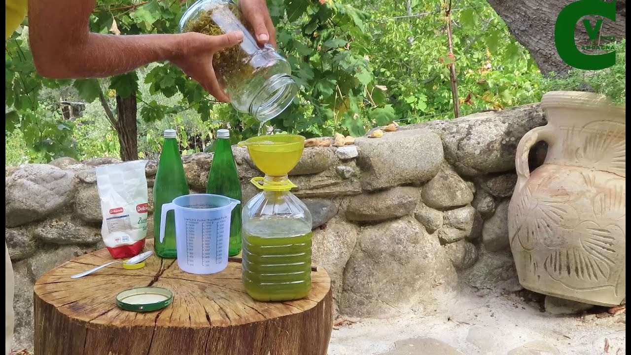 Liquore al finocchietto selvatico: come prepararlo e quali accorgimenti seguire