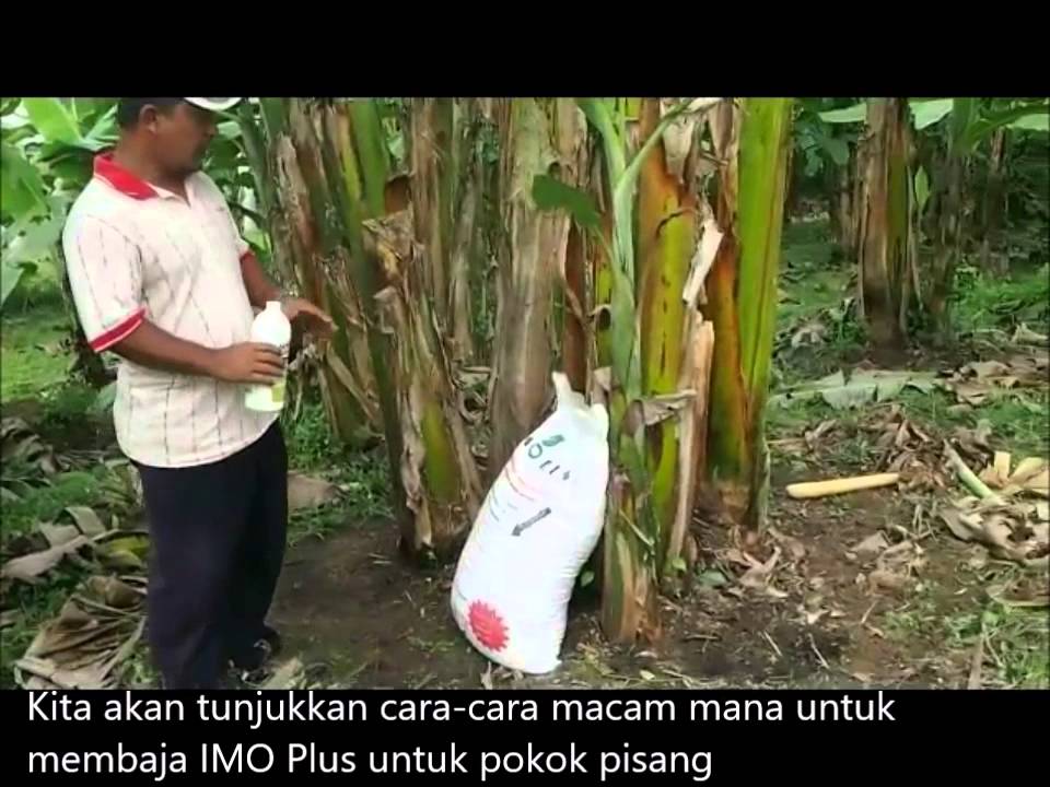 IMO-Plus memerangi penyakit MOKO