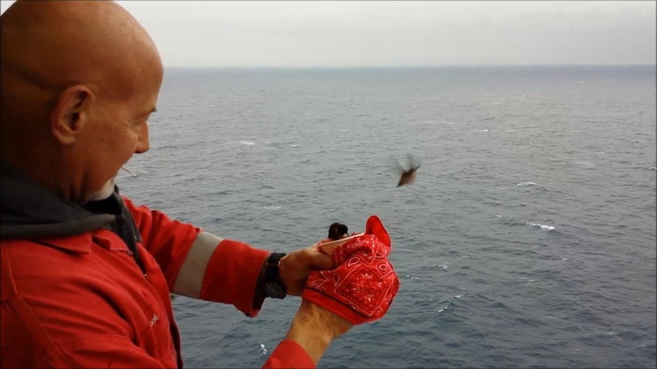 On a drilling rig during the humming bird migration 2-21-15