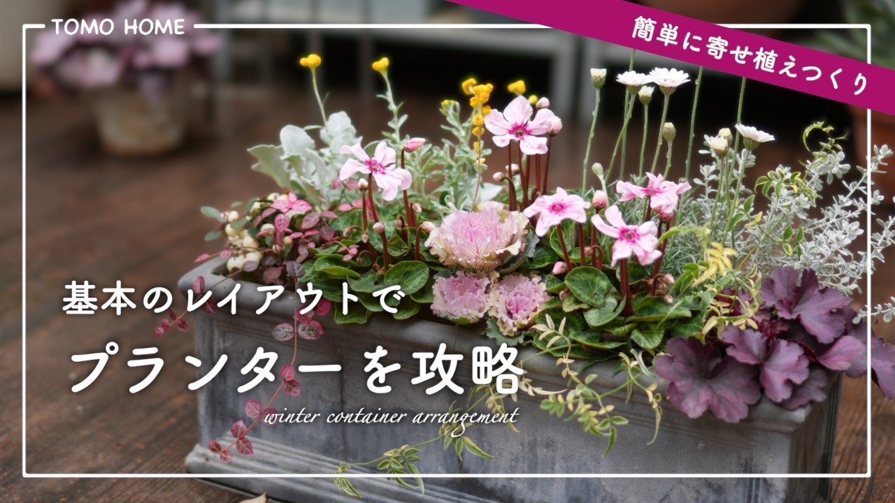 【横長でも簡単】好きな花で作る 冬のプランター寄せ植え・レイアウトの方法