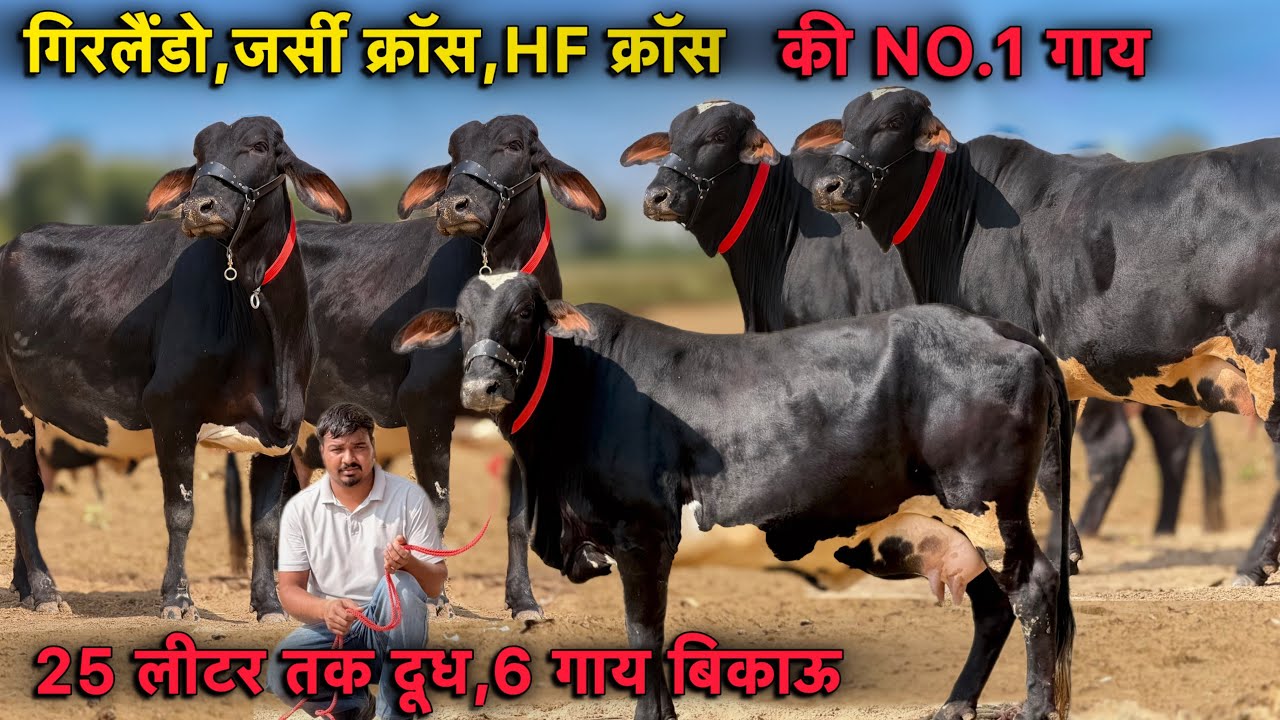 किराया फ्री 👌55000 में ख़रीदो गाय,25 लीटर तक दूध👍6 गाय बिकाऊ👌Top Cross Breed Cows For Sale 