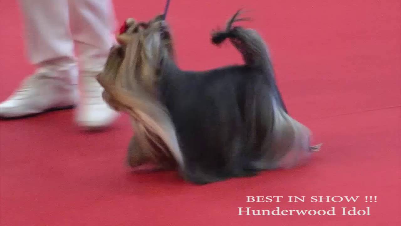 Hunderwood Idol