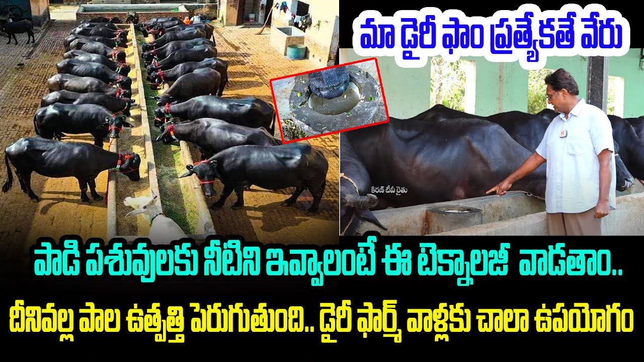 మా డైరీ ఫామ్ లో  అత్యాధునిక టెక్నాలజీతో వాటర్ ఇస్తాం|Automatic water System dairyfarm|Kiran Tv Rythu