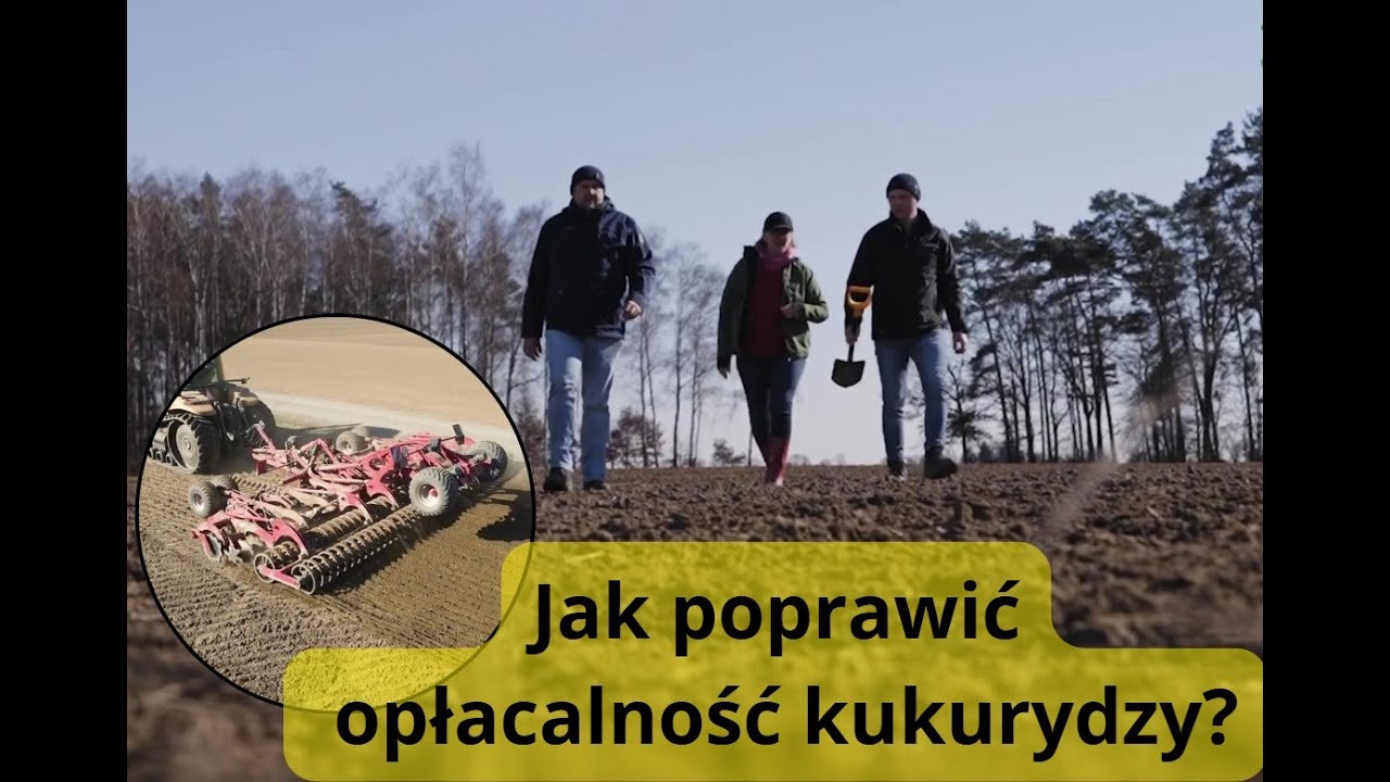 Jak poprawić opłacalność kukurydzy?