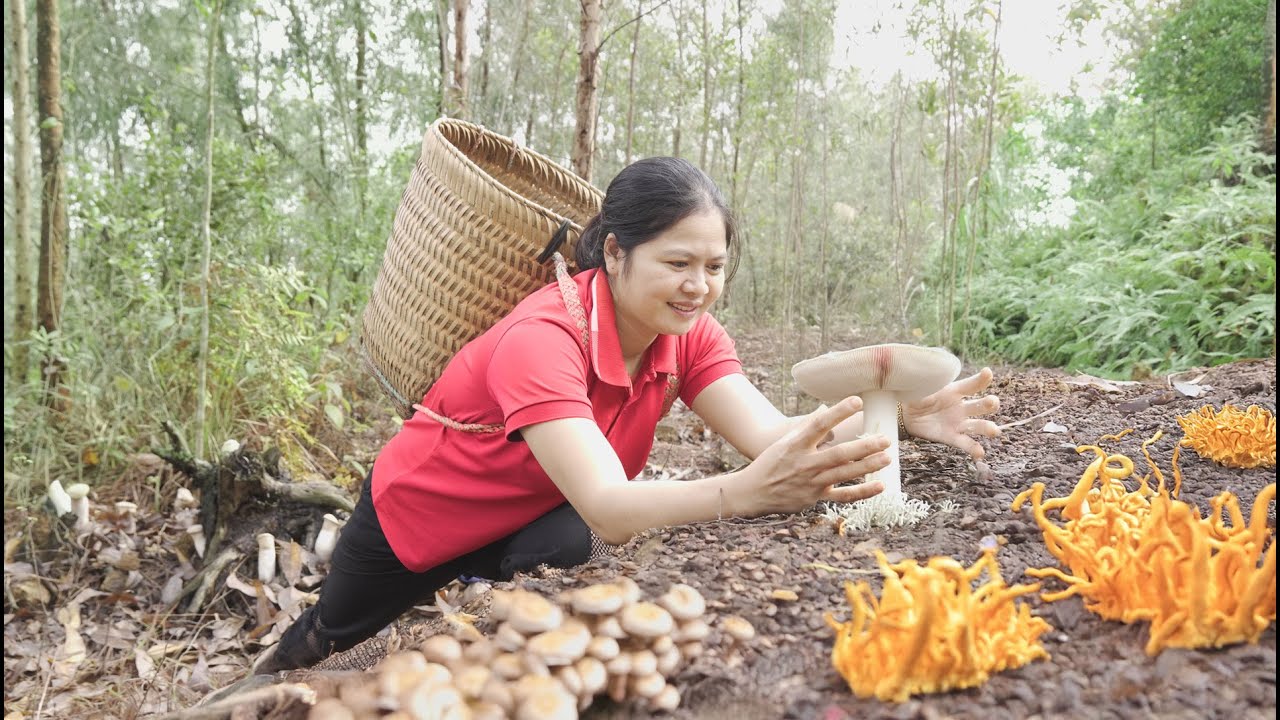 Farm Life: Harvesting Giant Rare Mushrooms in the Forest