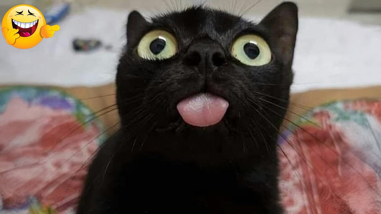 Laugh out loud with the funniest and most mischievous dogs and cats on the planet🤣🙀😹🐶