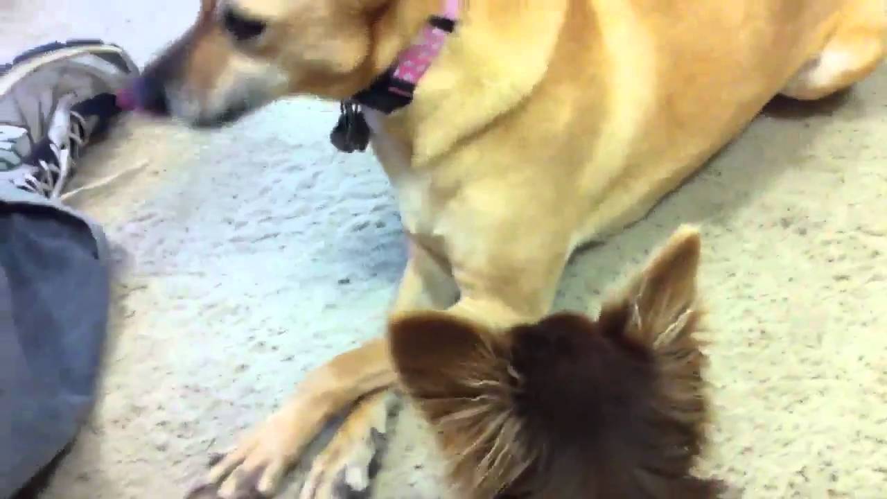 Pip the Long-Haired Chihuahua Meets Sugar the Formosan Mountain Dog