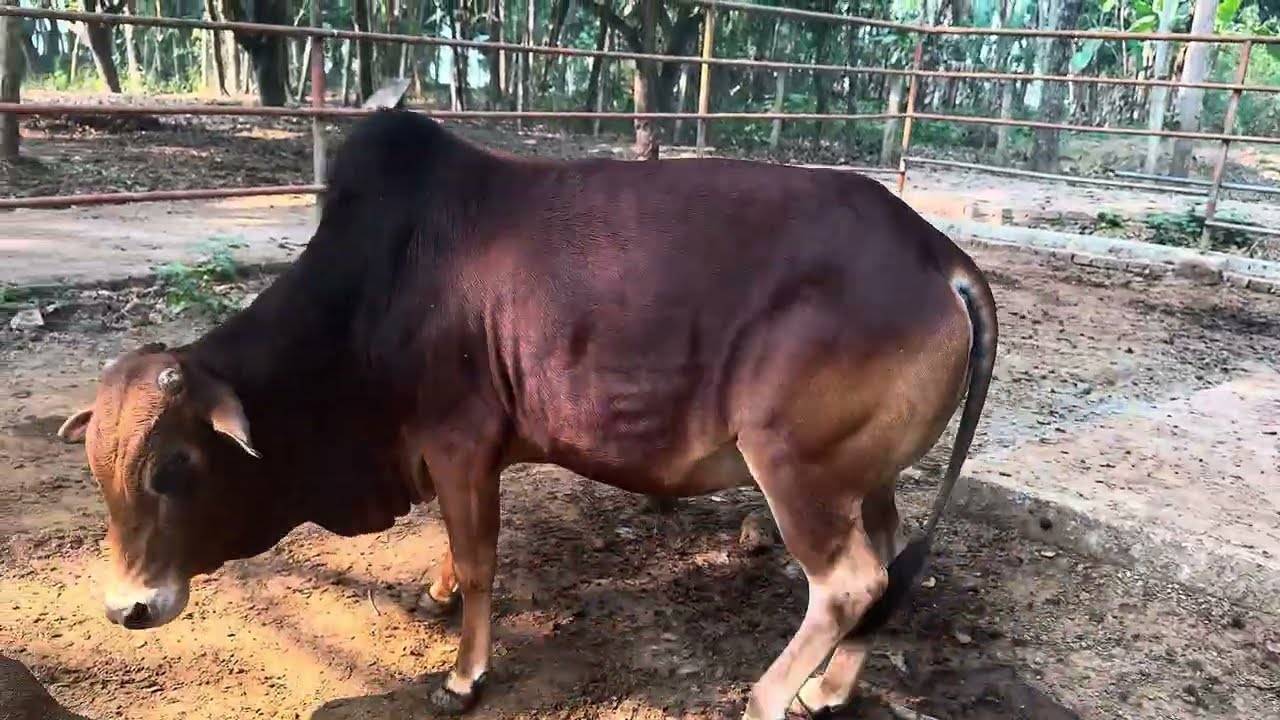 Medium Cow: Quarbani 2026 Grown Naturally 