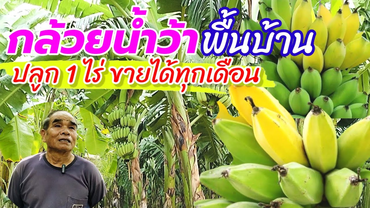 กล้วยน้ำว้า พันธุ์พื้นบ้าน ปลูก 1 ไร่ เก็บขายได้ทุกเดือน