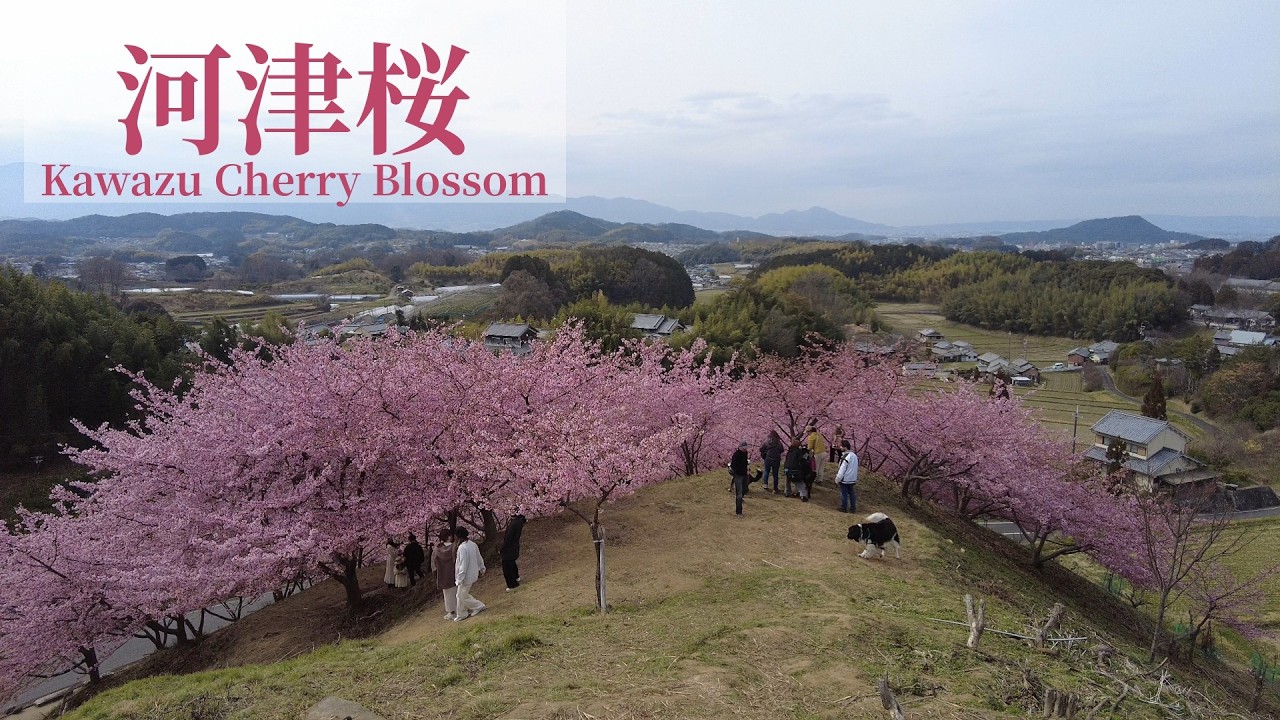 【奈良】明日香と橿原の河津桜 Kawazu Cherry Blossoms in Asuka & Kashihara, Nara | Japan (2026)