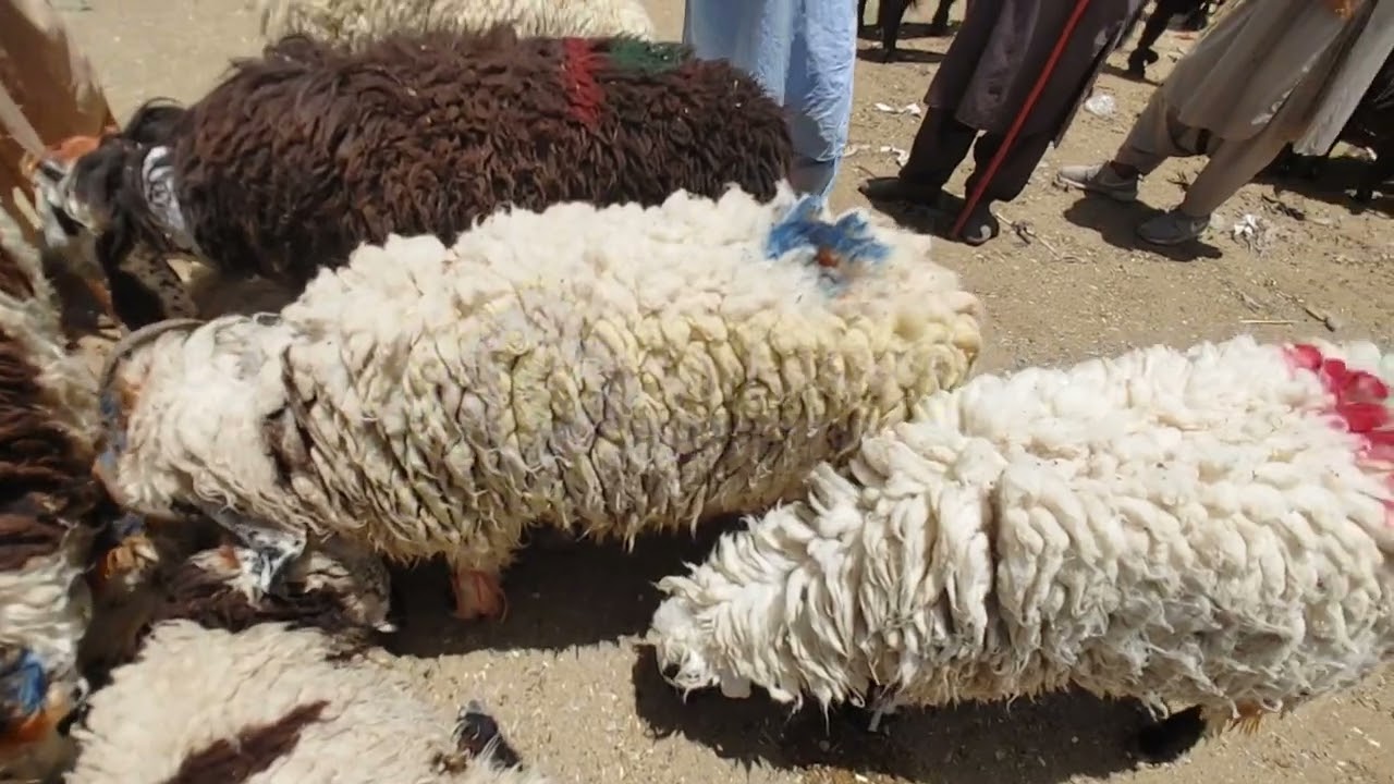 Quetta bakra mandi mai dumo ka rate @MarketRate-k8g