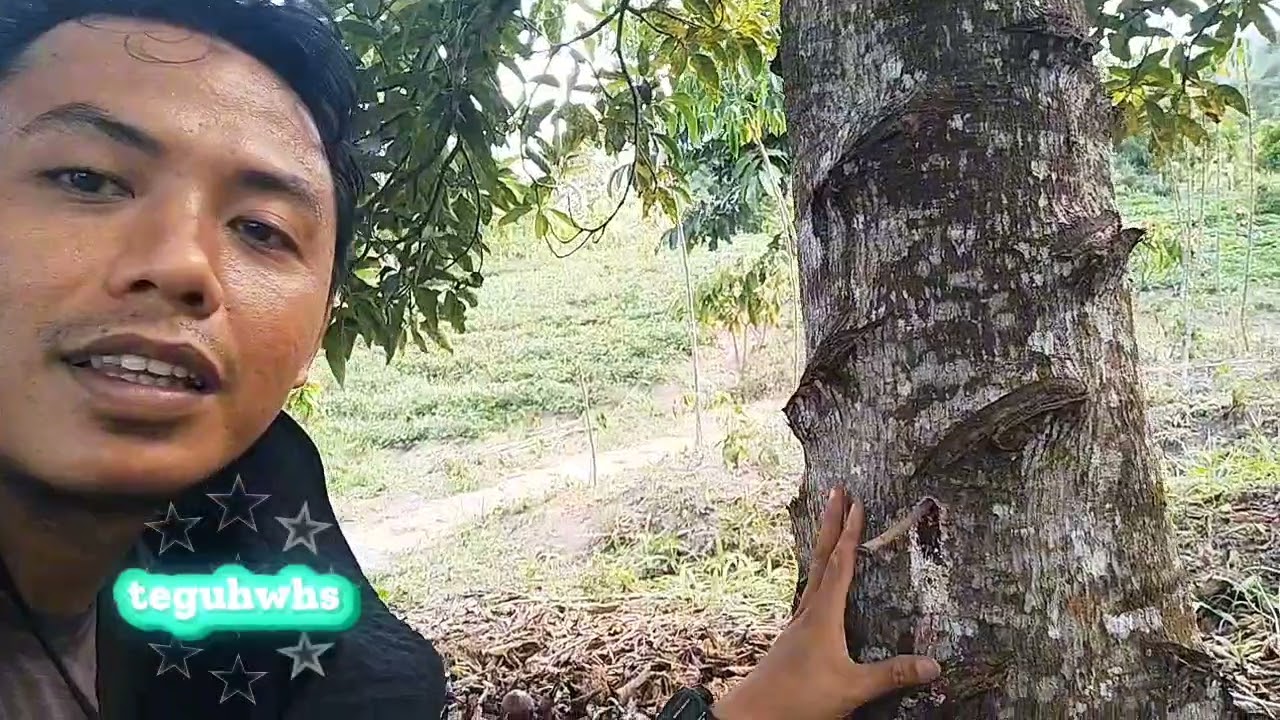  Ulat penggerek batang musnah dengan cara ini