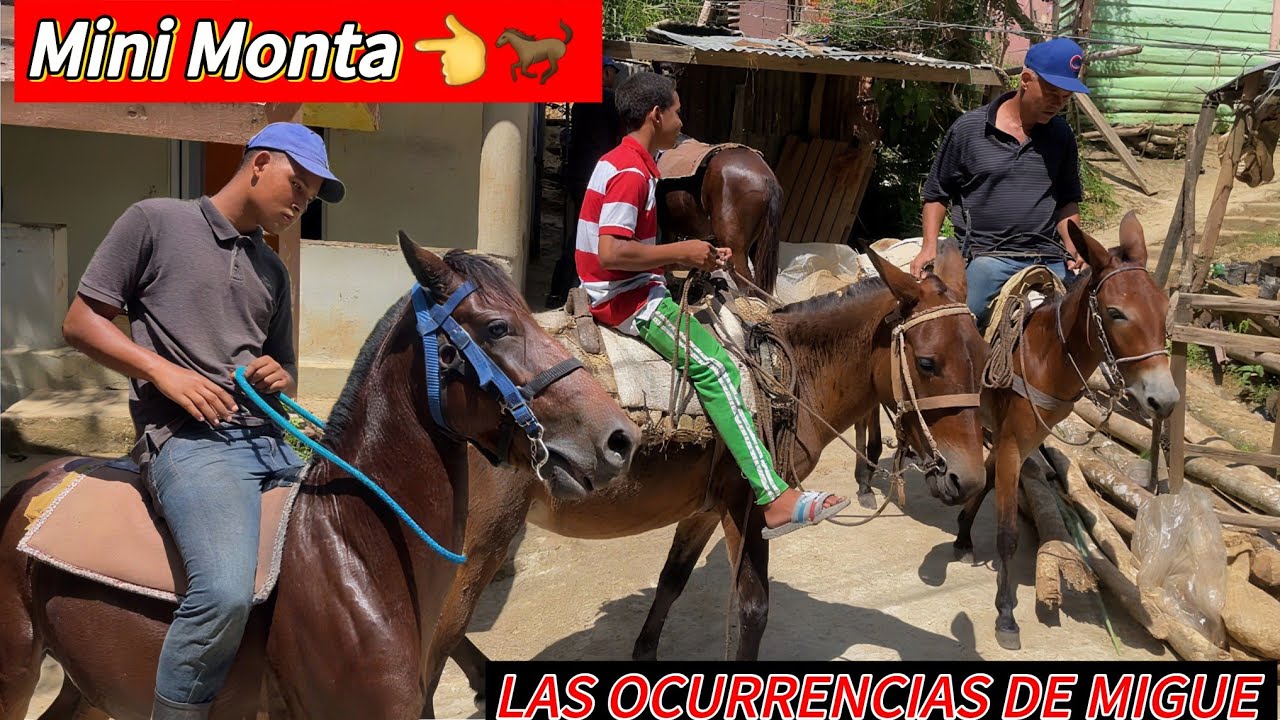 MINI MONTA CON EL JINETE MAYOR Y EL PINGÜINO EN MIS ANIMALES 🐎🫏🫏