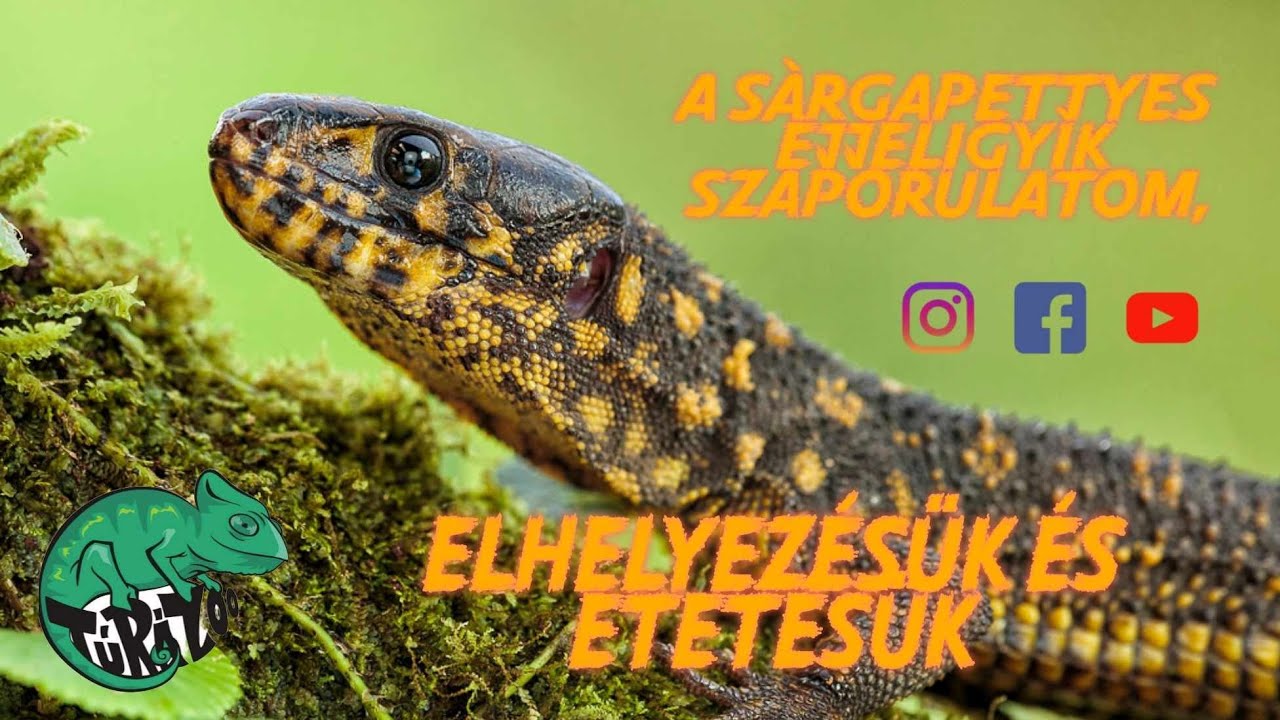 SÁRGAPETTYES ÉJJELIGYÍK SZAPORULAT :) (L. flaviomaculatum)