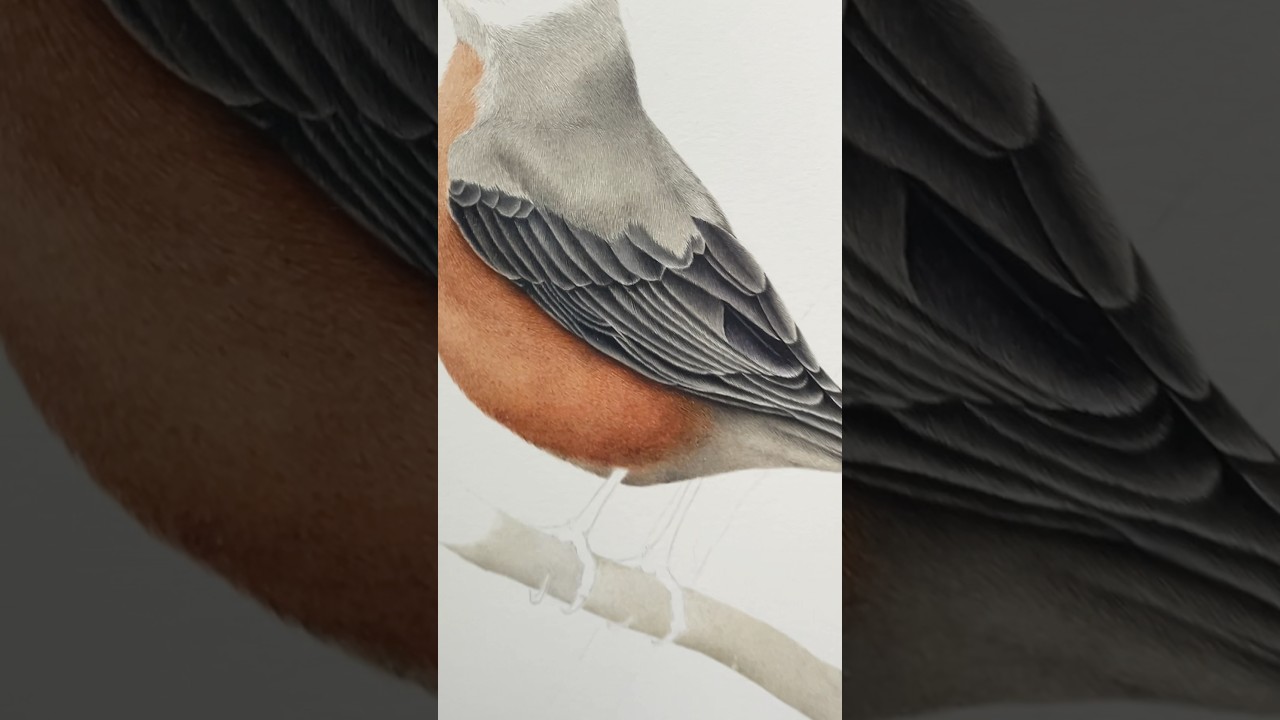 #birdart #slowprogress #watercolortutorial #paintingtechniques #fineartist #robin #birdillustration