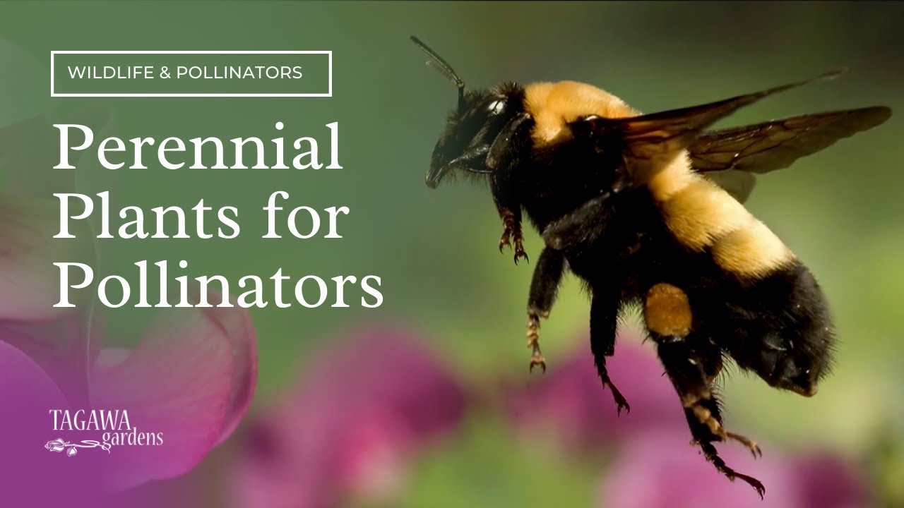 Perennial Plants for Pollinators by Tagawa Gardens
