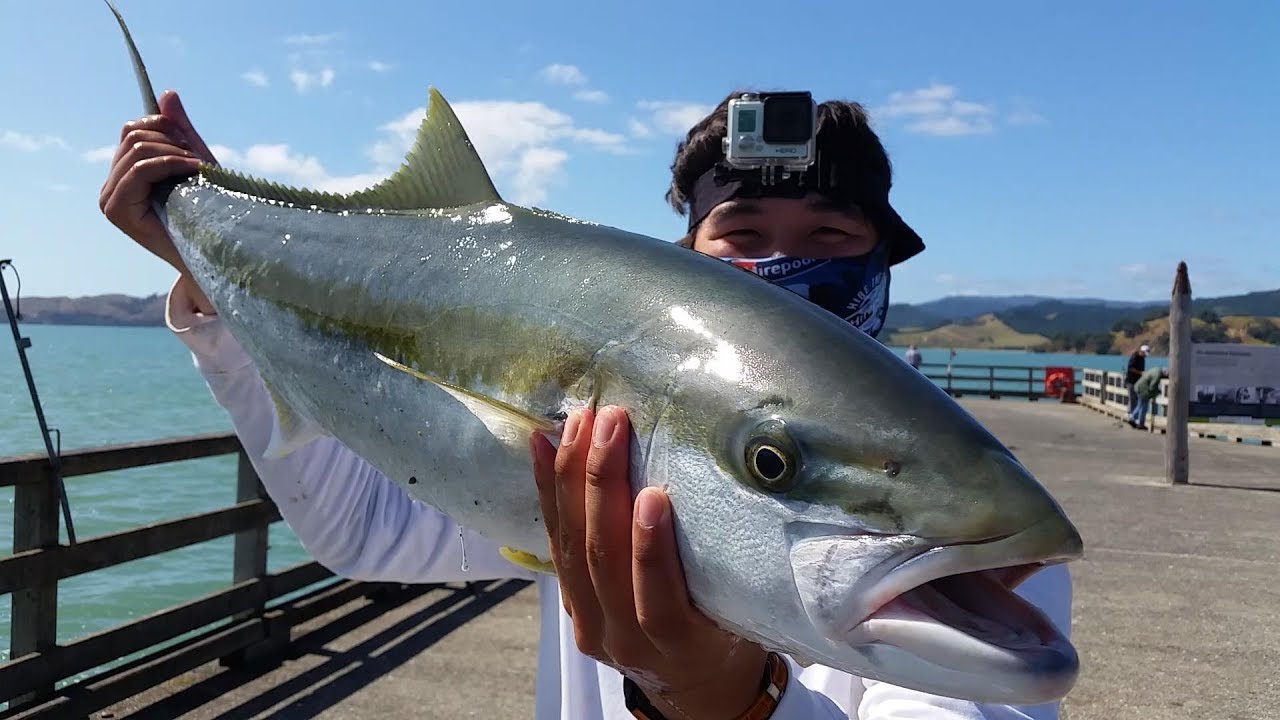 NZ Basic Fishing | Wharf Fishing | Catching fish with Livebait