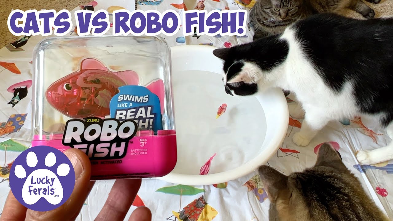Cats vs Robo Fish - Robo Fish For Cats - S5 E38 - Fish Toy For Cats