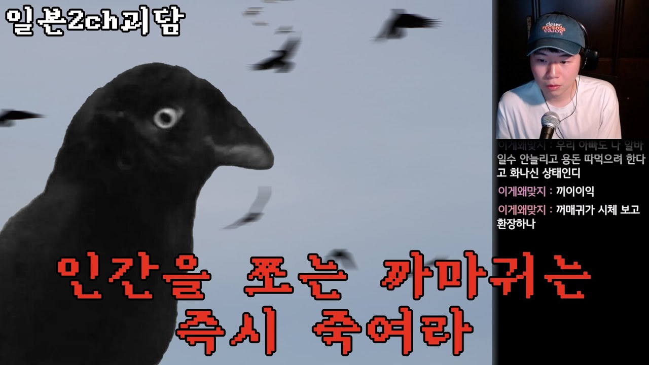 일본 괴담💤 | 인간을 쪼는 까마귀는 즉시 죽여라 [2ch 레전드]