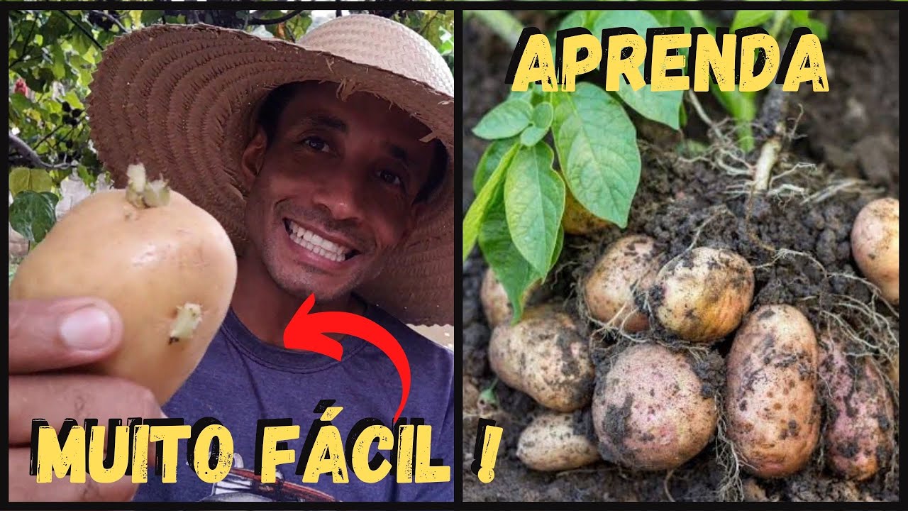 Plante Batata já !! é muito Fácil ! tenha independência #sustentabilidade @TILAPIA Minha Vida !