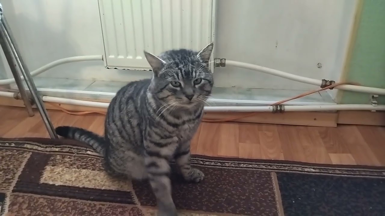 Morning Awakening of Four Cats at Home