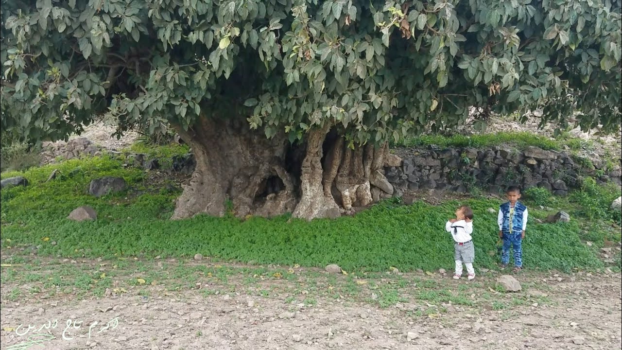 اكبر واقدم شجره باليمن في قريتي