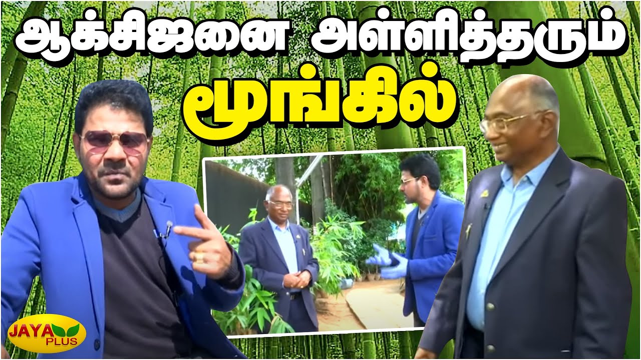 வீட்டில் 5 பீமா மூங்கில் வைத்தால் வாழ்நாள் முழுவதும் ஆக்சிஜன் கிடைக்கும்! | Beema Bamboo | Oxygen